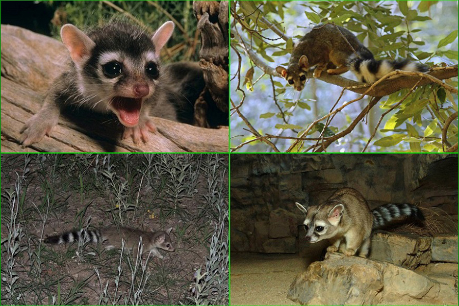Bassariscus, Kakomitsli, mamífero, carnívoro, animales bonitos, naturaleza salvaje 1