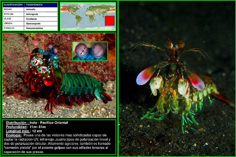 Camarón mantis, Rajador de pulgares, camarón pistola, camarón boxeador animales marinos, dugongidae, naturaleza salvaje 1