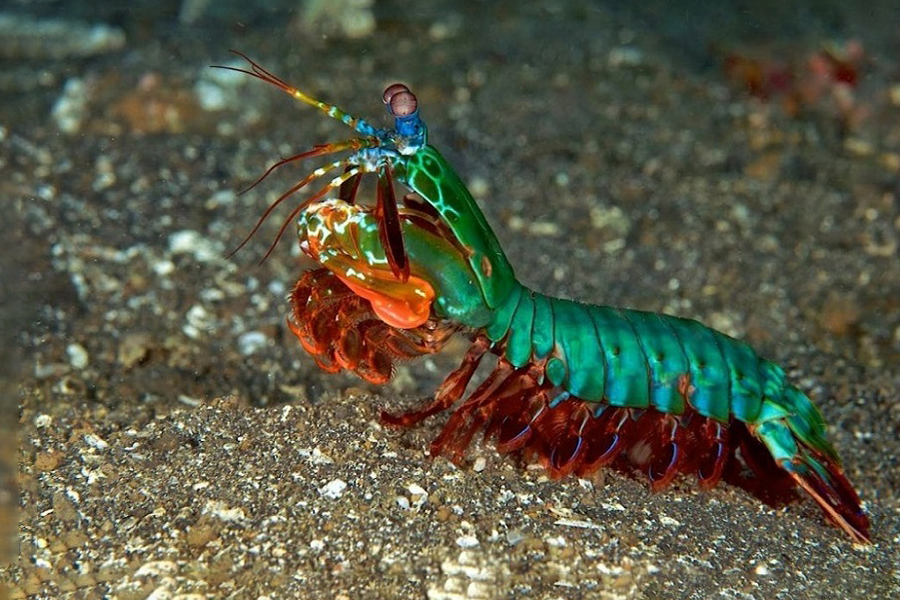 Camarón mantis, Rajador de pulgares, camarón pistola, camarón boxeador animales marinos, dugongidae, naturaleza salvaje 1