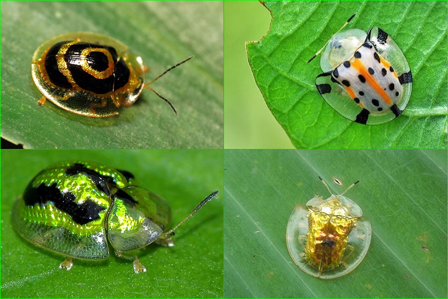 Charidotella, Escarabajo tortuga de oro, insectos, animales, naturaleza salvaje 1