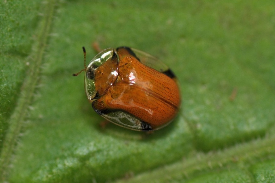 Charidotella, Escarabajo tortuga de oro, insectos, animales, naturaleza salvaje 3