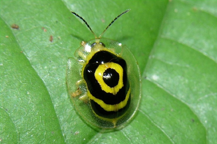 Charidotella, Escarabajo tortuga de oro, insectos, animales, naturaleza salvaje 5