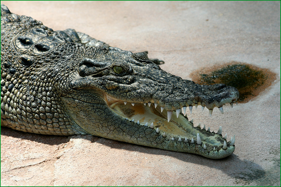 Cocodrilo marino, Crocodylus porosus, cocodrilo de agua salada, cocodrilo poroso, cocodrilo de estuario, reptiles, naturaleza salvaje