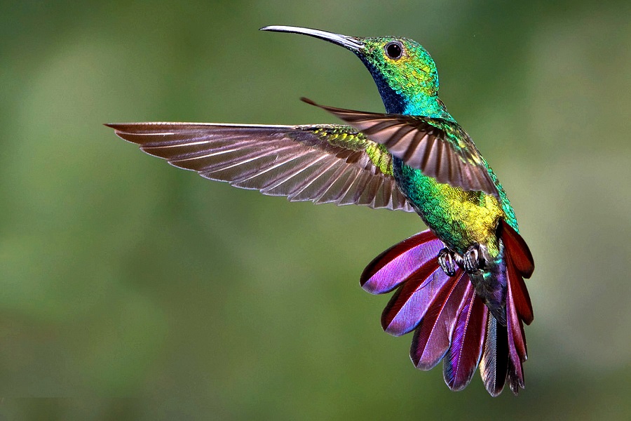 foto de colibri