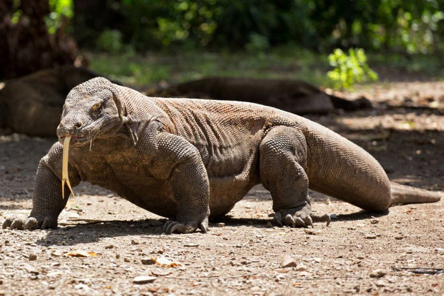 Dragón de Komodo, monstruo de Komodo, varano de Komodo, animales, naturaleza salvaje 2