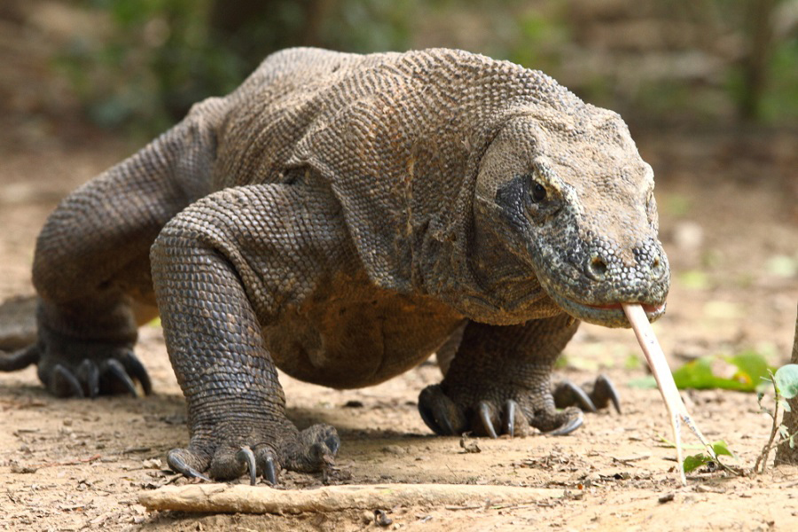Dragón de Komodo, monstruo de Komodo, varano de Komodo, animales, naturaleza salvaje 4