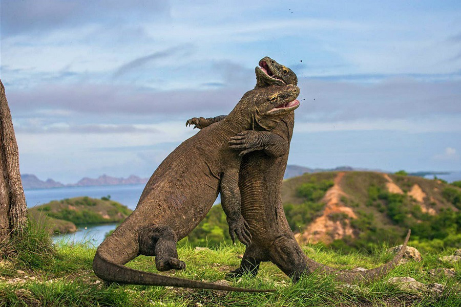Dragón de Komodo, monstruo de Komodo, varano de Komodo, animales, naturaleza salvaje 5