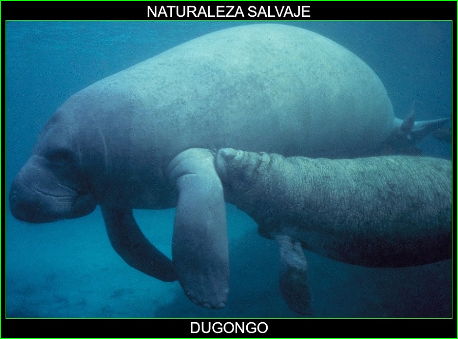Dugongo, Dugong dugon, Dudongs, animales marinos, naturaleza salvaje 1