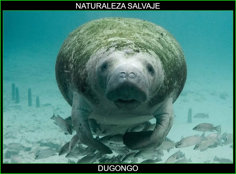 Dugongo, Dugong dugon, Dudongs, animales marinos, naturaleza salvaje 2