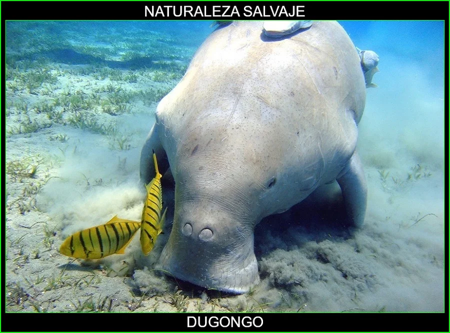 Dugongo, Dugong dugon, Dudongs, animales marinos, naturaleza salvaje 3