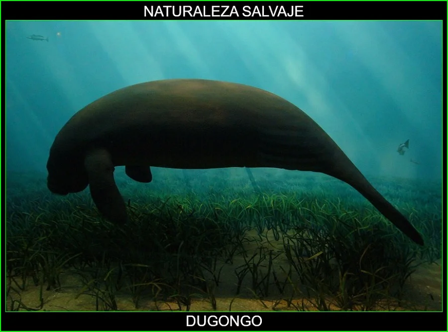 Dugongo, Dugong dugon, Dudongs, animales marinos, naturaleza salvaje 3