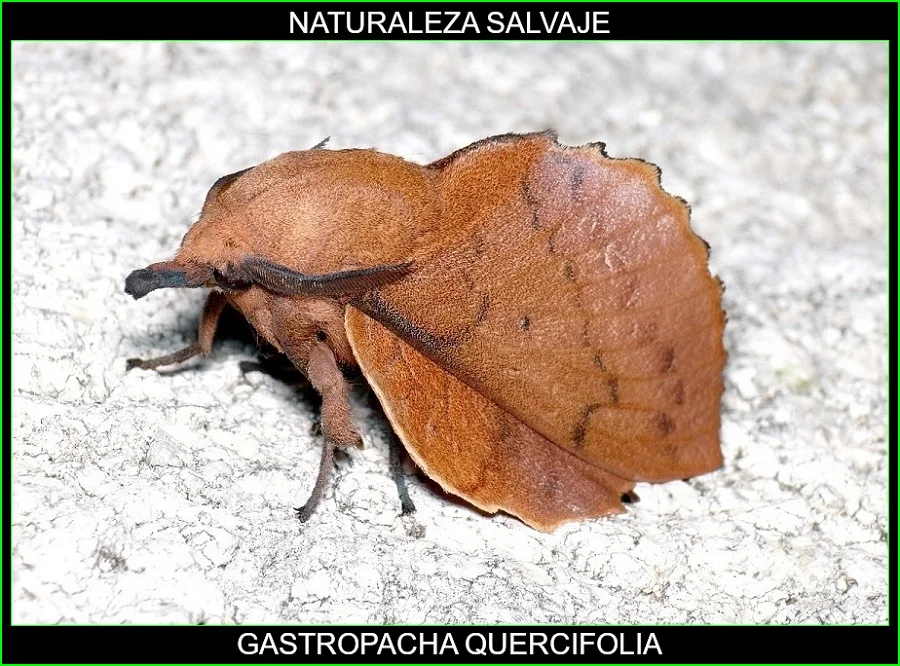 Gastropacha quercifolia, insectos, animales, naturaleza salvaje 3
