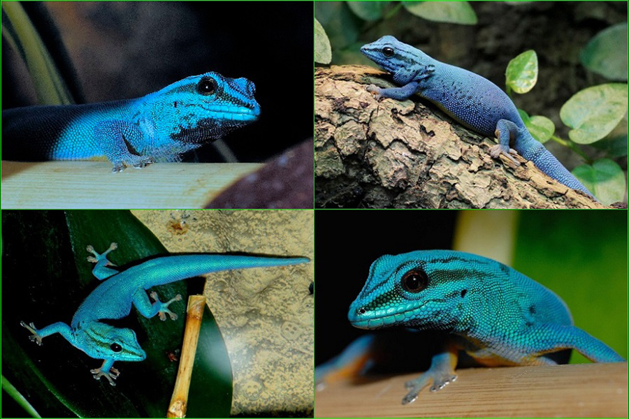 Lygodactylus williamsi, gecko enano turquesa, gecko enano de William, gecko azul eléctrico, reptiles, animales, naturaleza salvaje 2
