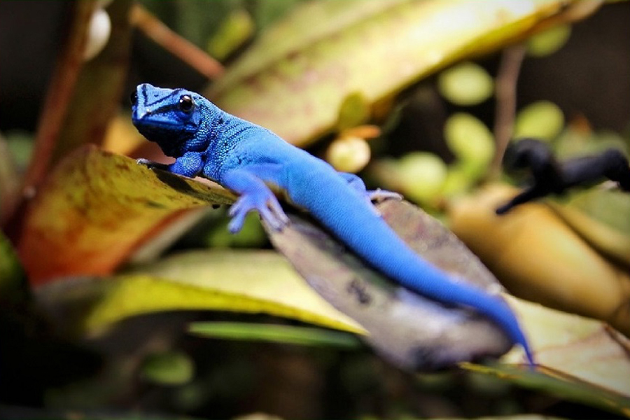 Lygodactylus williamsi, gecko enano turquesa, gecko enano de William, gecko azul eléctrico, reptiles, animales, naturaleza salvaje 3
