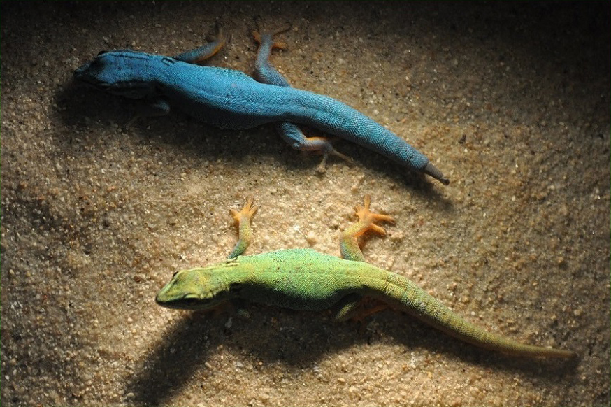 Lygodactylus williamsi, gecko enano turquesa, gecko enano de William, gecko azul eléctrico, reptiles, animales, naturaleza salvaje 1