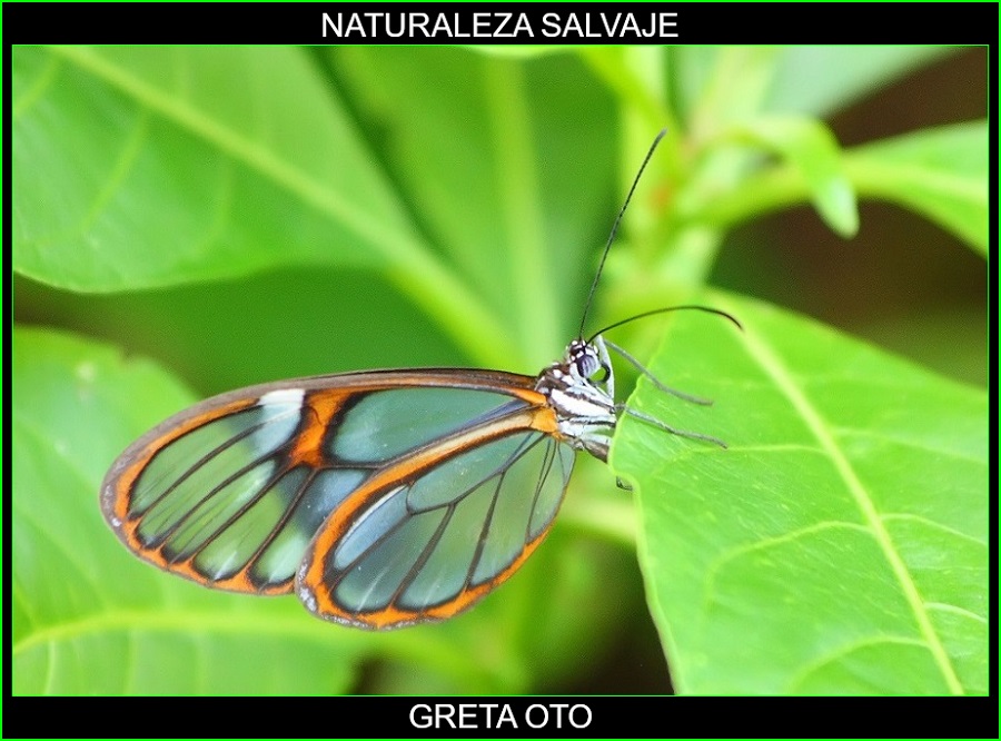 Greta oto, mariposa de cristal, espejitos, insectos, animales, naturaleza salvaje 1