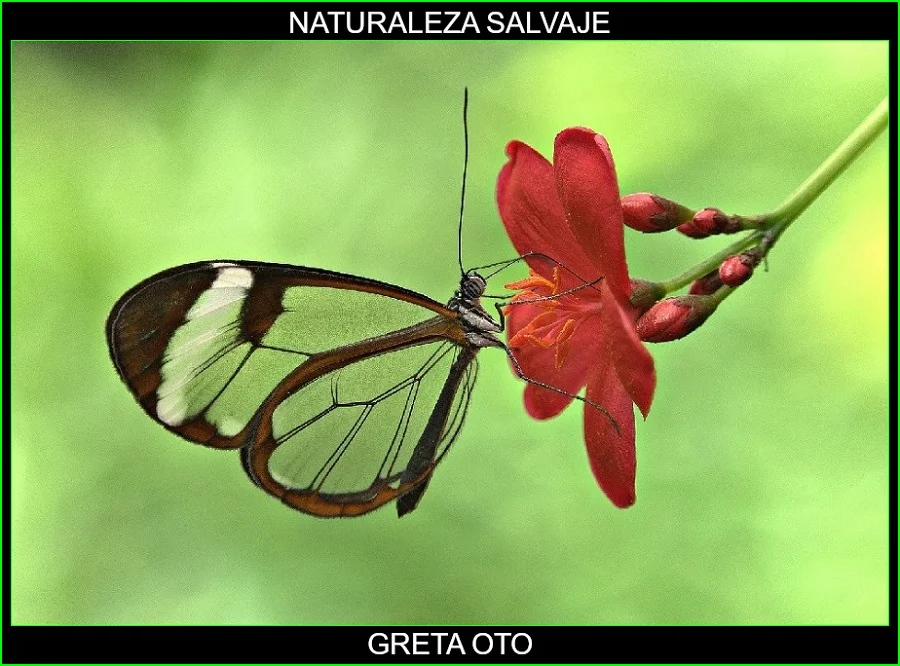 Greta oto, mariposa de cristal, espejitos, insectos, animales, naturaleza salvaje 2