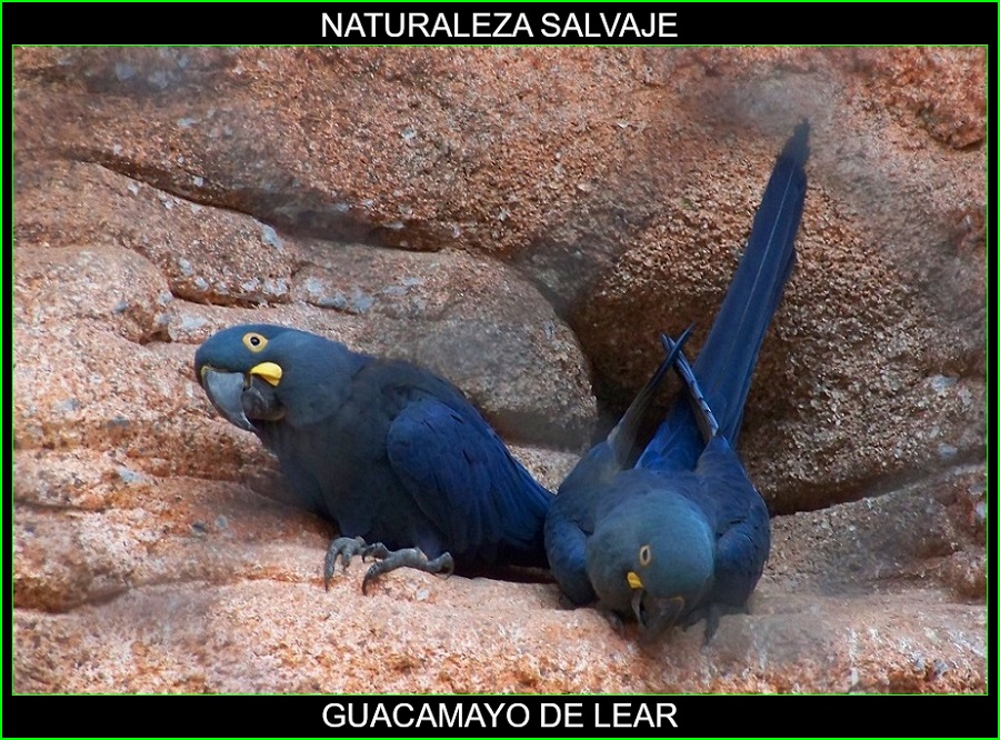 Guacamayo de Lear, guacamayo añil, loros, aves, animales, naturaleza salvaje 1
