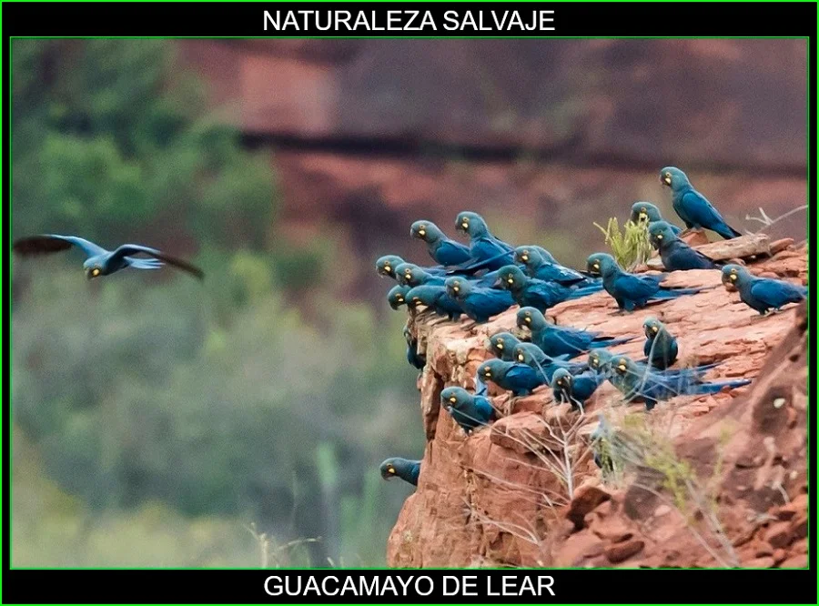 Guacamayo de Lear, guacamayo añil, loros, aves, animales, naturaleza salvaje 2