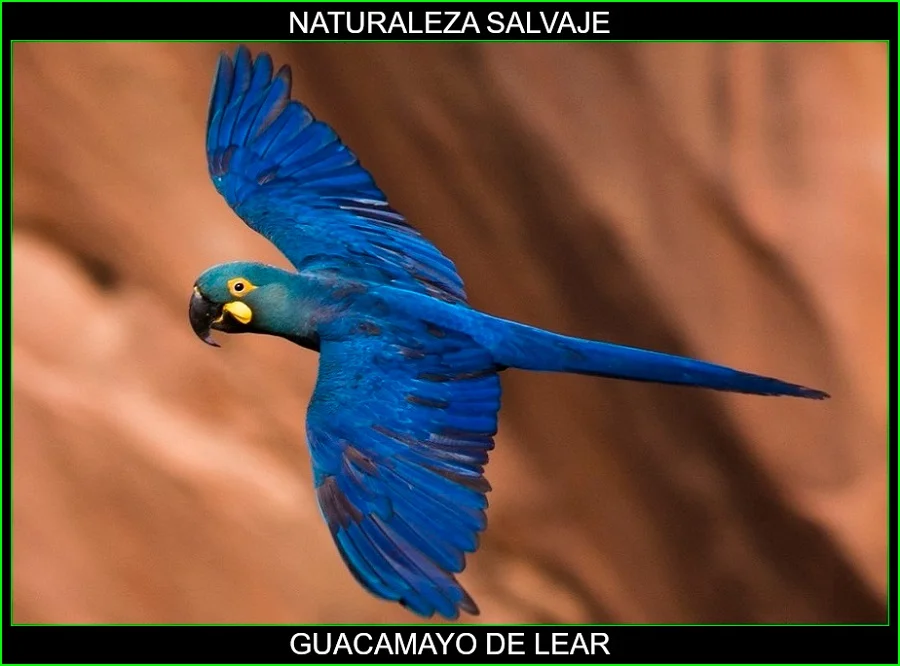 Guacamayo de Lear, guacamayo añil, loros, aves, animales, naturaleza salvaje 3