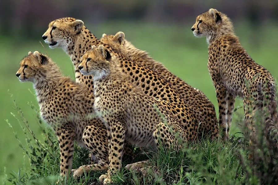 Acinonyx jubatus, guepardo, felinos, grandes felinos, animales, mamíferos 3