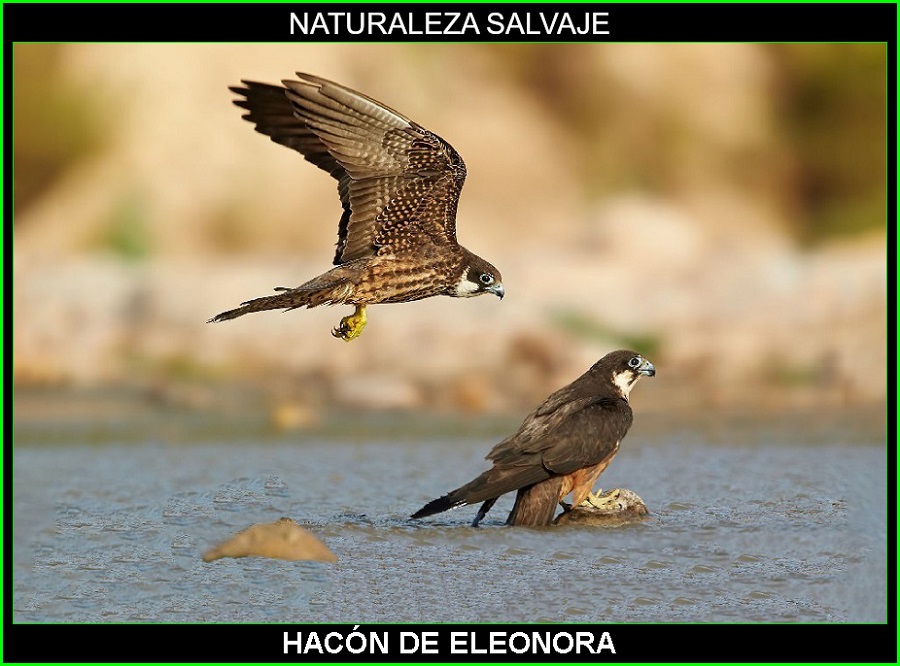 Halcón de Eleonora, Falco eleonorae, ave rapaz, aves, aves de España, animales, naturaleza salvaje