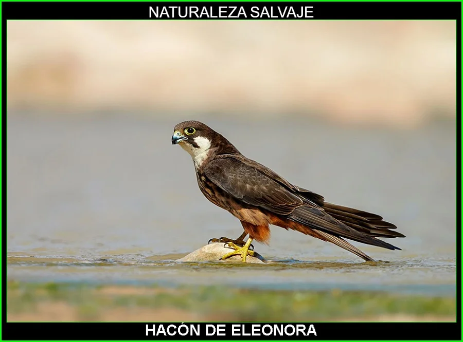 Halcón de Eleonora, Falco eleonorae, ave rapaz, aves, aves de España, animales, naturaleza salvaje 3
