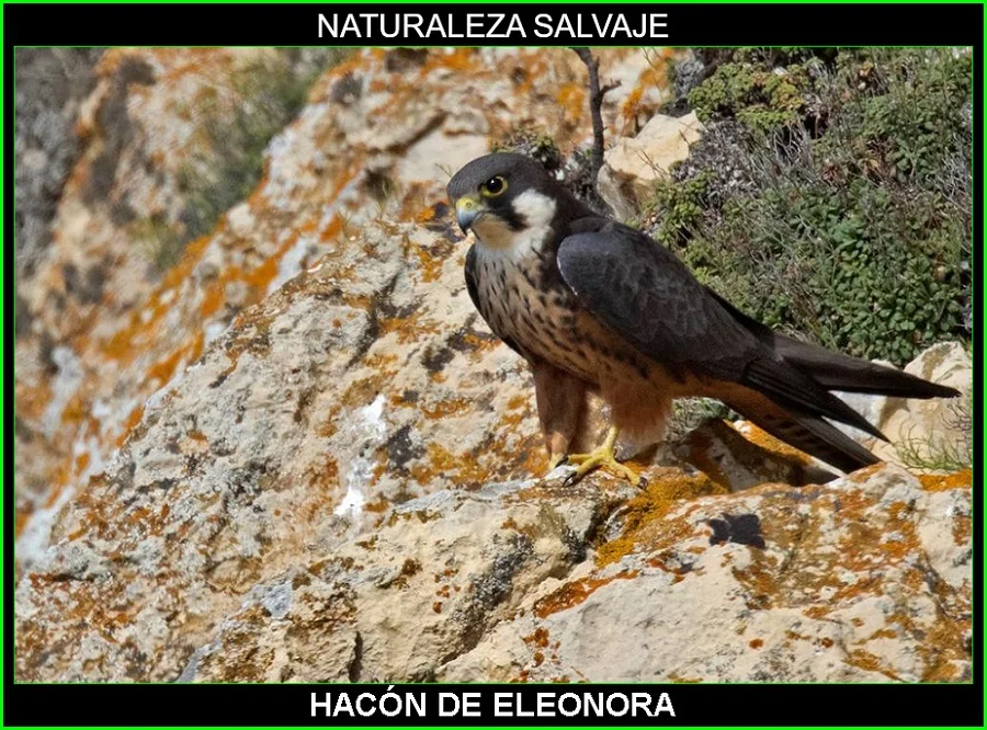 Halcón de Eleonora, Falco eleonorae, ave rapaz, aves, aves de España, animales, naturaleza salvaje 4