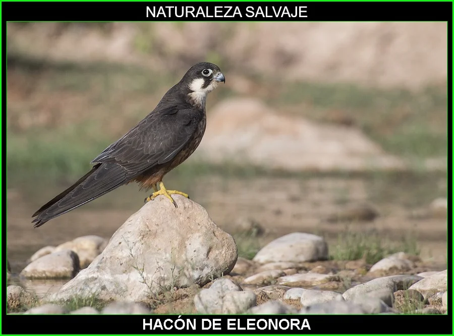Halcón de Eleonora, Falco eleonorae, ave rapaz, aves, aves de España, animales, naturaleza salvaje 5