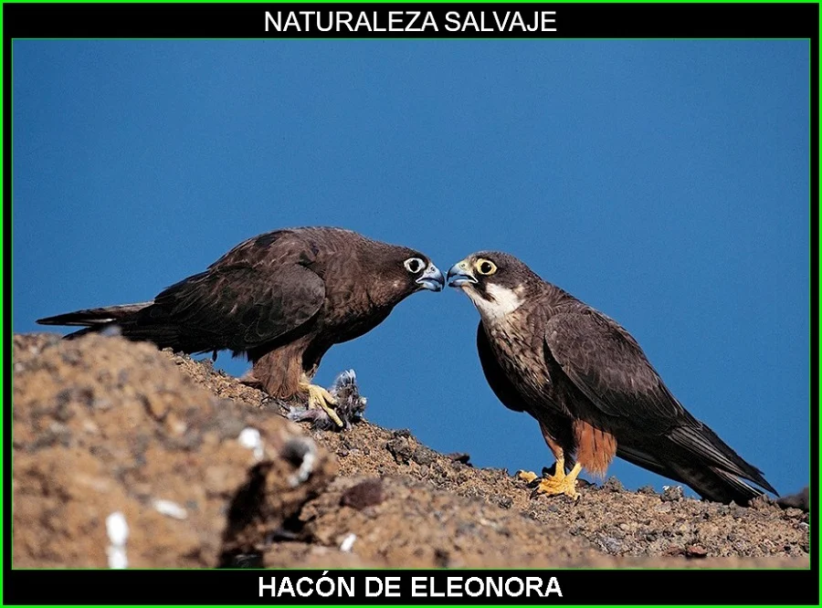 Halcón de Eleonora, Falco eleonorae, ave rapaz, aves, aves de España, animales, naturaleza salvaje 7