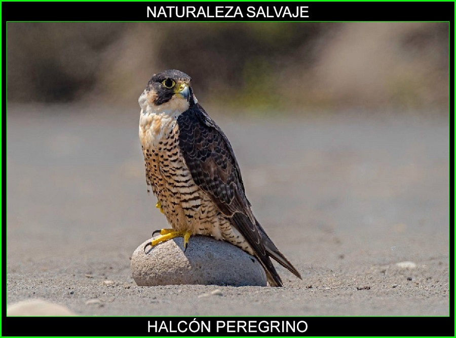 Halcón peregrino, Falco peregrinus, halcón viajero, halcón nómada aves, animal más veloz del mundo 1
