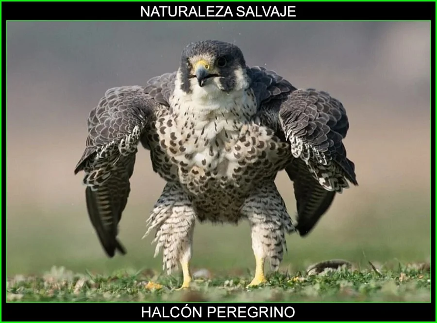 Halcón peregrino, Falco peregrinus, halcón viajero, halcón nómada aves, animal más veloz del mundo 3