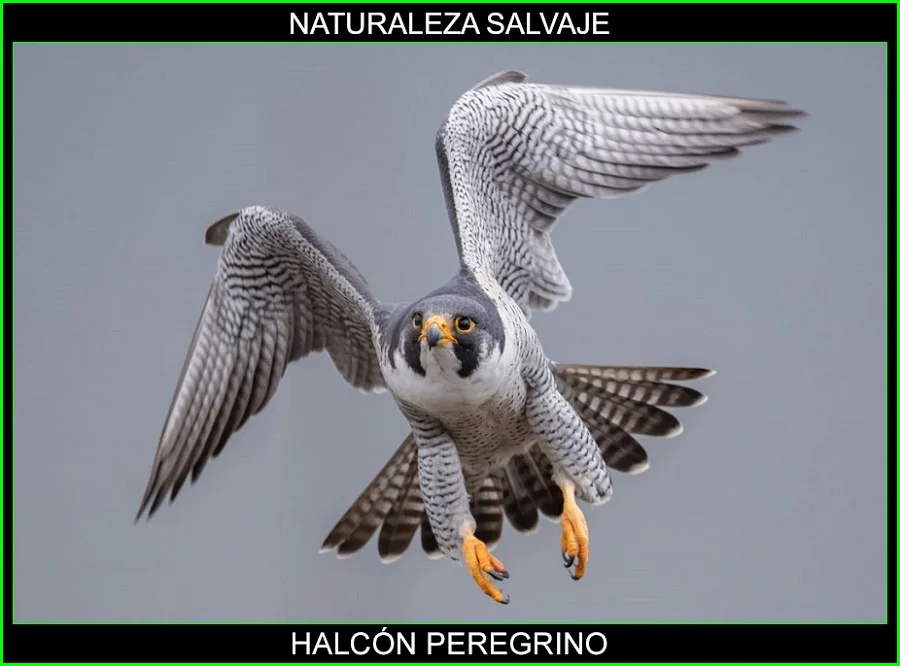 Halcón peregrino, Falco peregrinus, halcón viajero, halcón nómada aves, animal más veloz del mundo 4