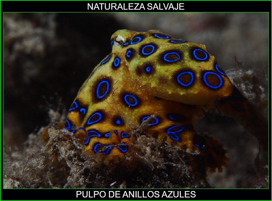 Hapalochlaena, pulpo de anillos azules, animales marinos, naturaleza salvaje 1