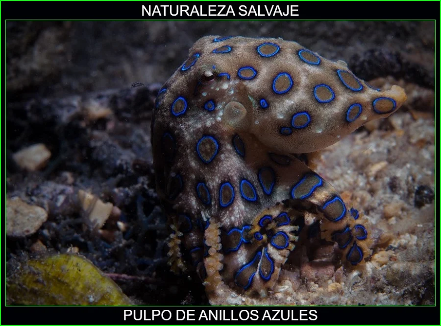 Hapalochlaena, pulpo de anillos azules, animales marinos, naturaleza salvaje 2