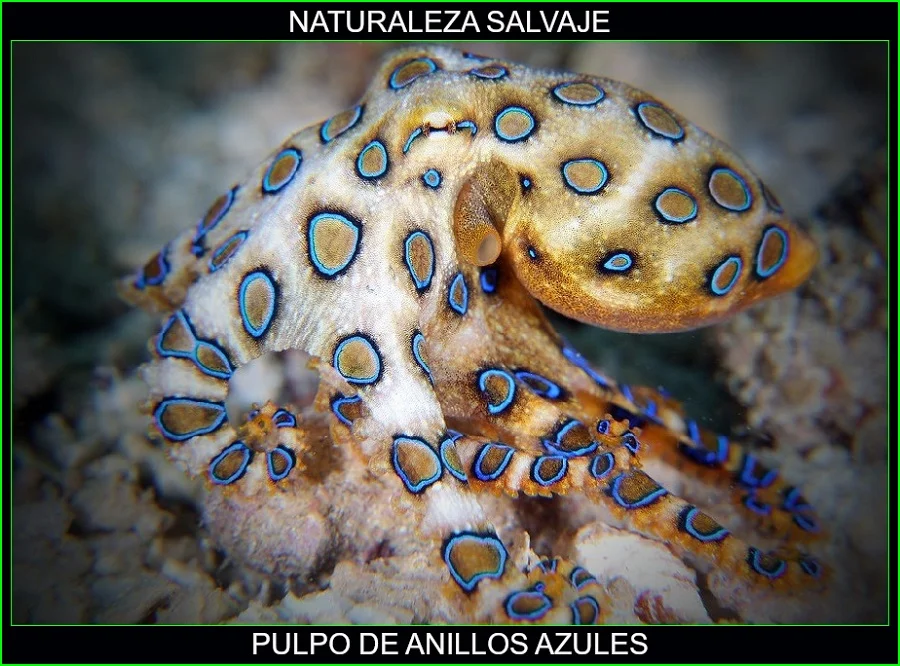Hapalochlaena, pulpo de anillos azules, animales marinos, naturaleza salvaje 3