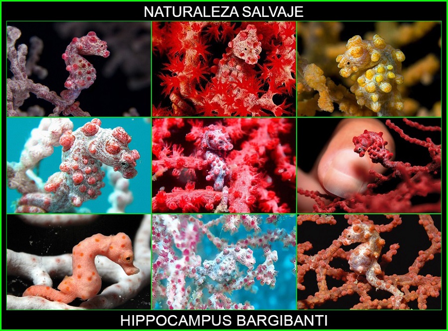 Hippocampus bargibanti, caballito de mar pigmeo, Syngnathidae, Syngnathiformes, animales, naturaleza salvaje 1