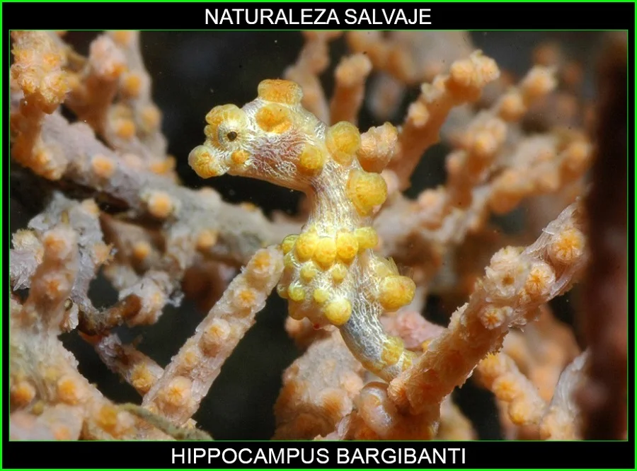 Hippocampus bargibanti, caballito de mar pigmeo, Syngnathidae, Syngnathiformes, animales, naturaleza salvaje 3