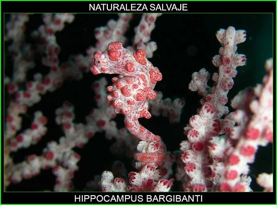 Hippocampus bargibanti, caballito de mar pigmeo, Syngnathidae, Syngnathiformes, animales, naturaleza salvaje 4