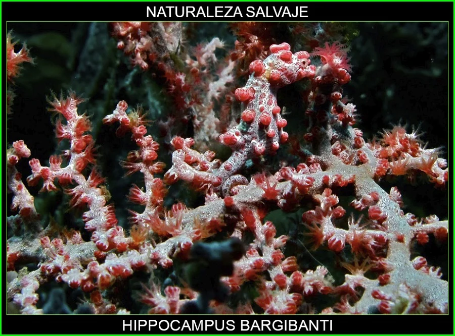 Hippocampus bargibanti, caballito de mar pigmeo, Syngnathidae, Syngnathiformes, animales, naturaleza salvaje 5