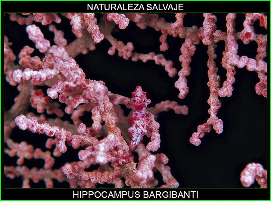 Hippocampus bargibanti, caballito de mar pigmeo, Syngnathidae, Syngnathiformes, animales, naturaleza salvaje 6