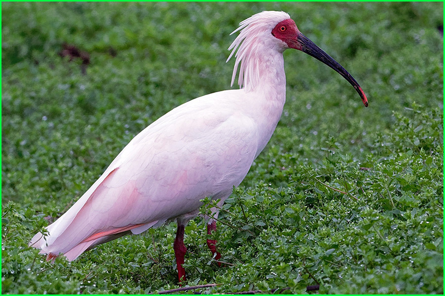 Ibis nipón, ibis crestado japonés o toki, Nipponia nippon, aves, animales bonitos, naturaleza salvaje