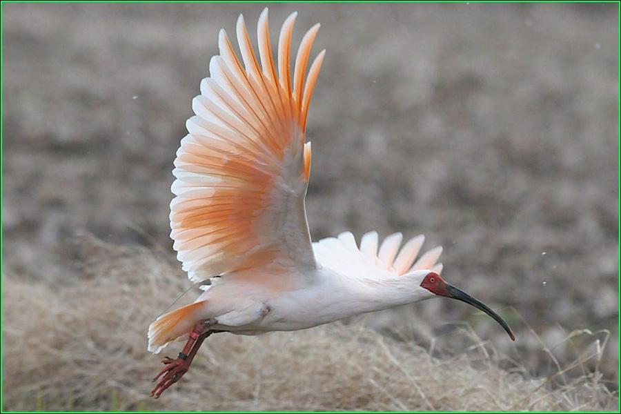 Ibis nipón, ibis crestado japonés o toki, Nipponia nippon, aves, animales bonitos, naturaleza salvaje
