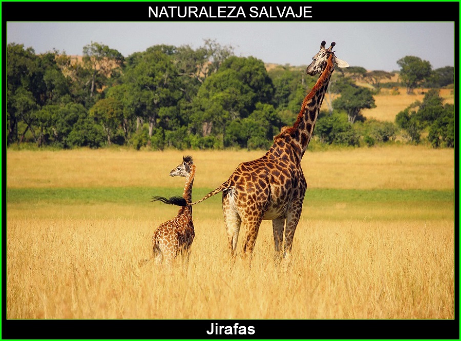 Jirafa, Giraffa camelopardalis, mamífero, animales, naturaleza salvaje