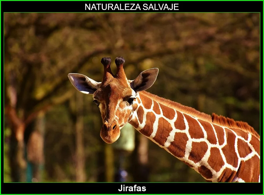 Jirafa, Giraffa camelopardalis, mamífero, animales, naturaleza salvaje 2