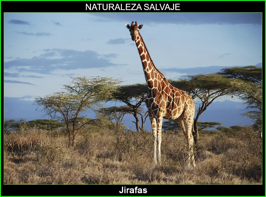 Jirafa, Giraffa camelopardalis, mamífero, animales, naturaleza salvaje 3