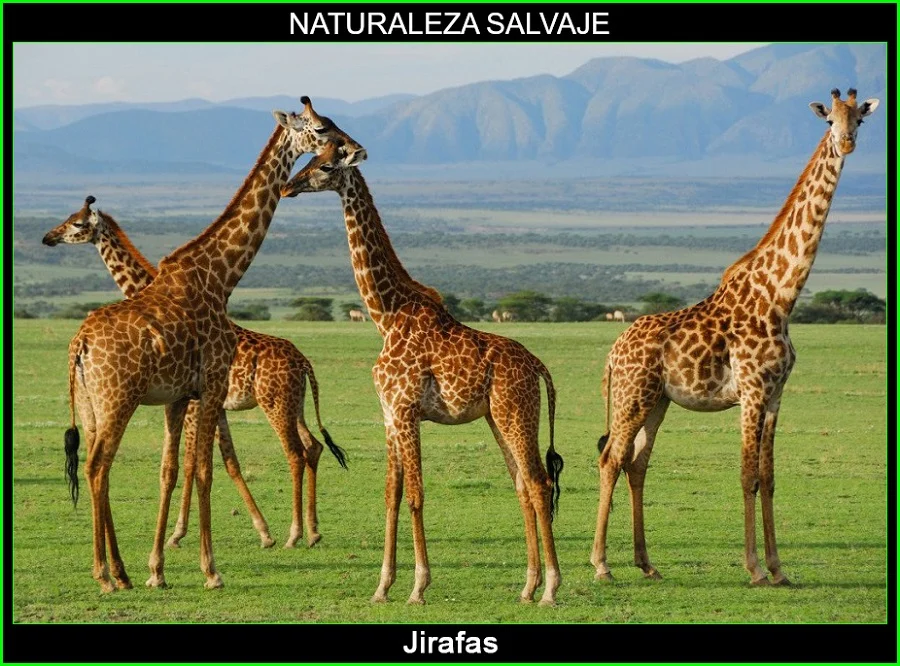 Jirafa, Giraffa camelopardalis, mamífero, animales, naturaleza salvaje 4