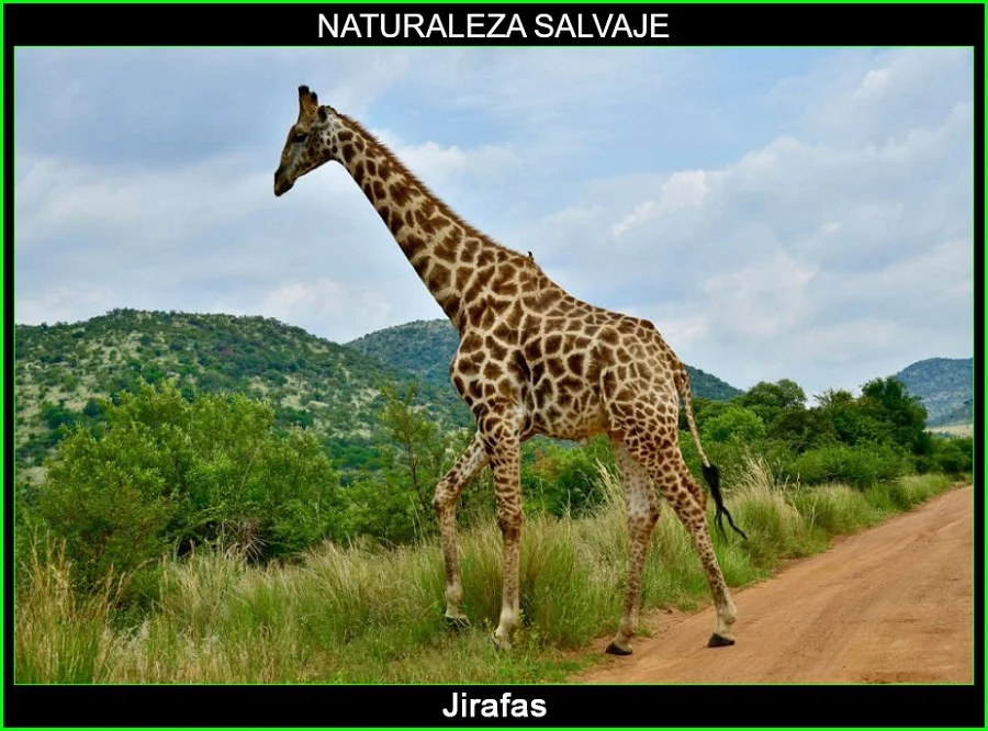 Jirafa, Giraffa camelopardalis, mamífero, animales, naturaleza salvaje 5