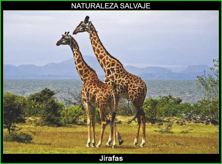 Jirafa, Giraffa camelopardalis, mamífero, animales, naturaleza salvaje 6