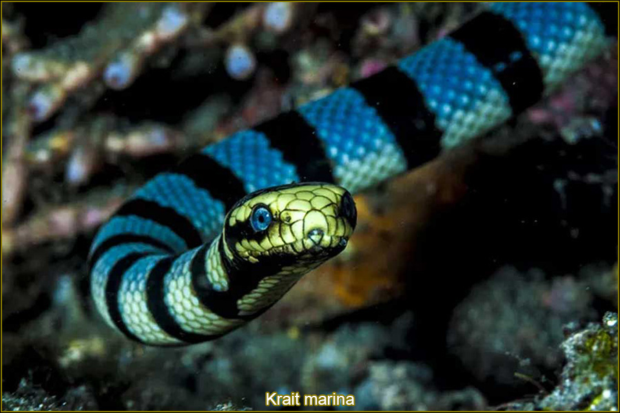 Krait rayada, Bungarus fasciatus, krait a bandas, serpientes más venenosas del mundo, serpientes más venenosas del planeta, naturaleza salvaje